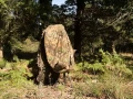 Utiliser un fantôme des bois pour photographier le brame du cer