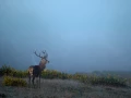 Photo d'un cerf pendant le brame du cerf par Amar Guillen, Artis