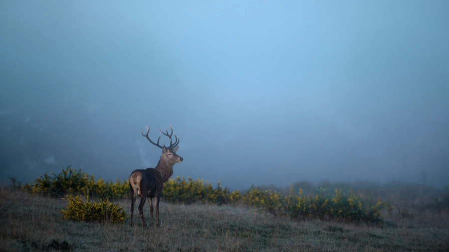 Photo d'un cerf pendant le brame du cerf par Amar Guillen, Artis