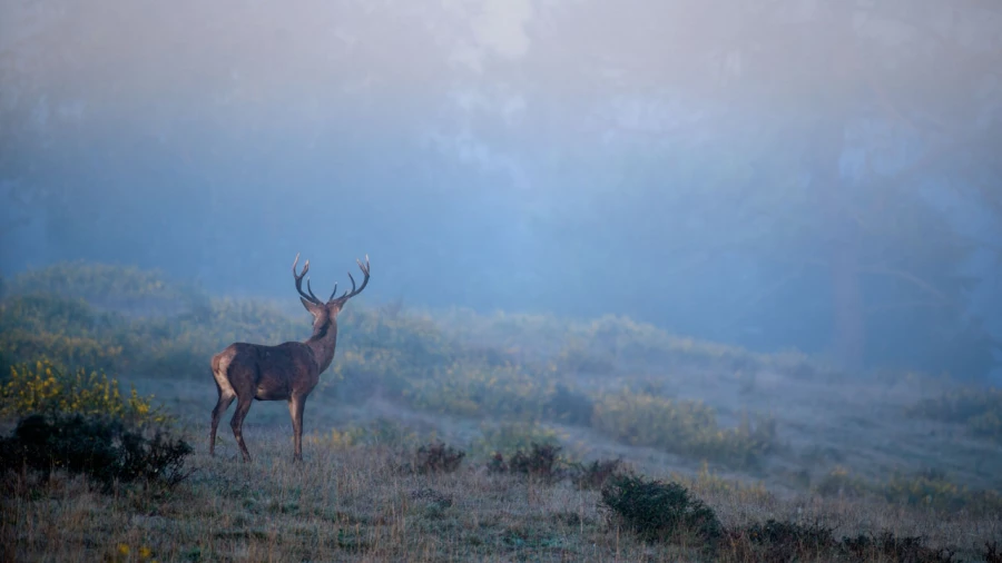Photo d'un cerf pendant le brame du cerf par Amar Guillen, Artis