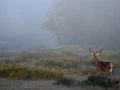 Photo d'un cerf pendant le brame du cerf par Amar Guillen, Artis