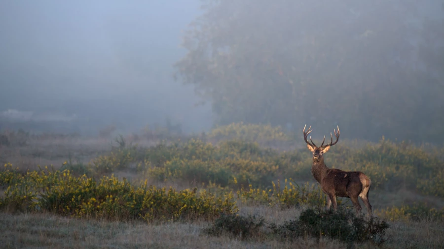 Photo d'un cerf pendant le brame du cerf par Amar Guillen, Artis