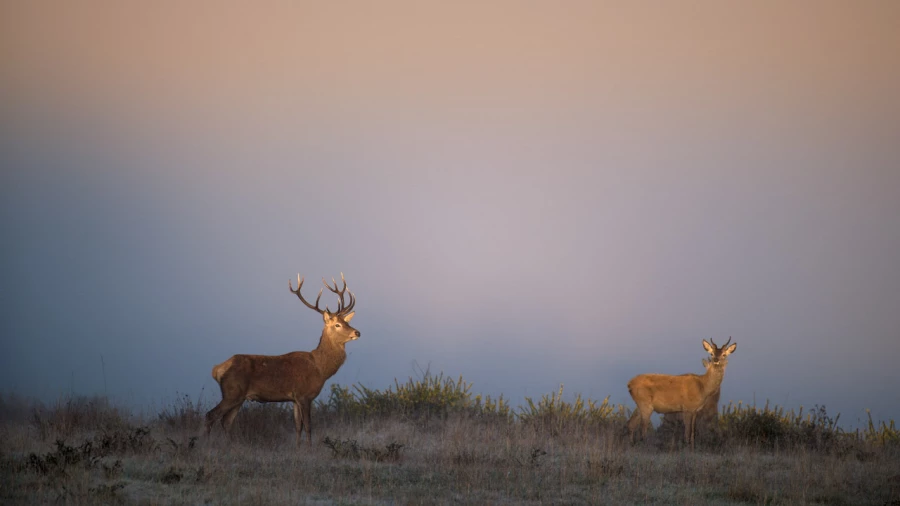 Photo d'un cerf pendant le brame du cerf par Amar Guillen, Artis