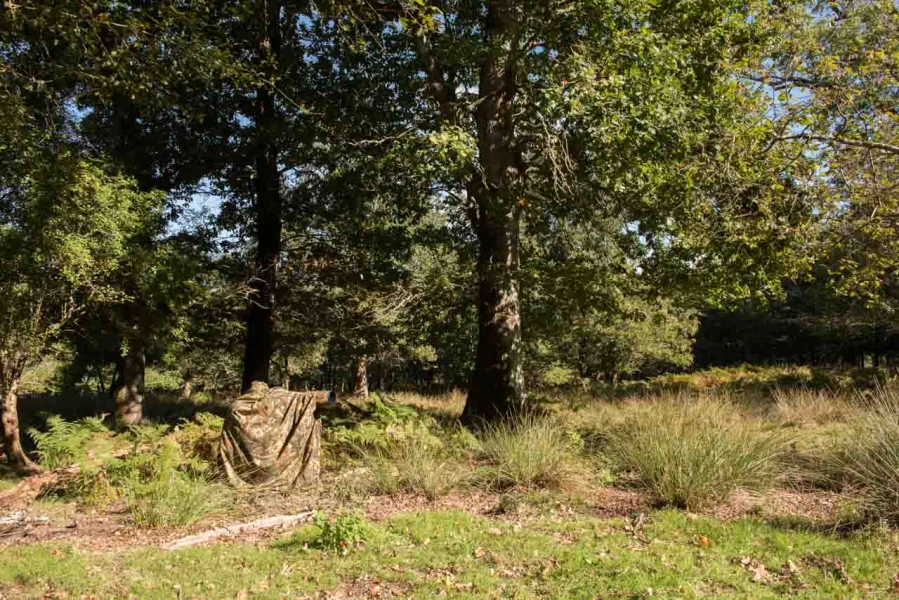 Utiliser un fantôme des bois pour photographier le brame du cer
