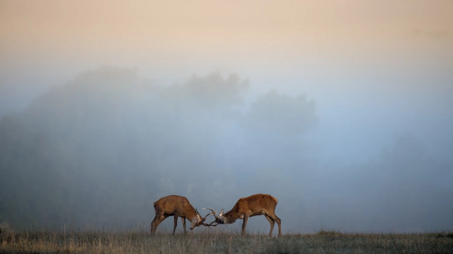 Photo d'un cerf pendant le brame du cerf par Amar Guillen, Artis