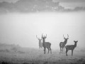 Photo de cerfs en noir et blanc pendant le brame par Amar Guille