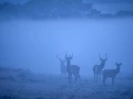 Photo d'un cerf pendant le brame du cerf par Amar Guillen, Artis