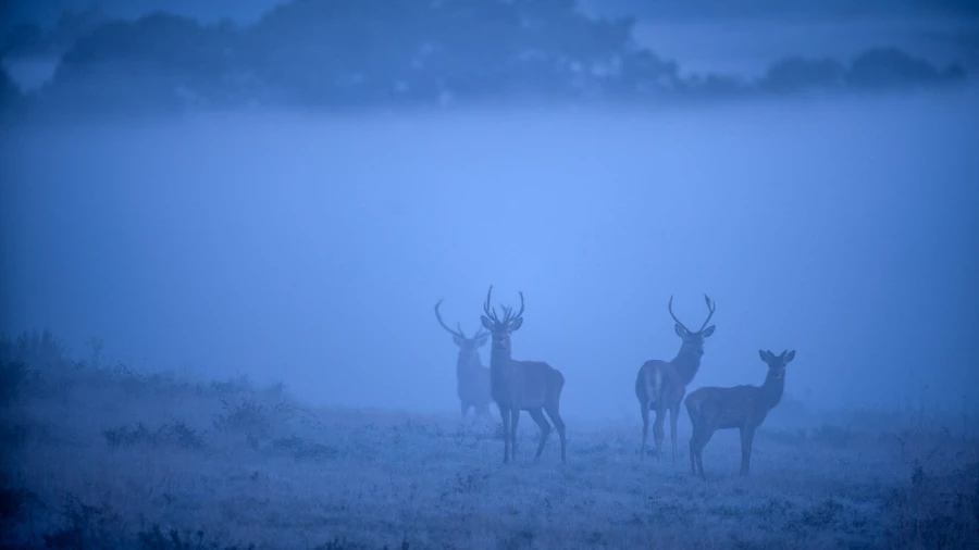 Photo d'un cerf pendant le brame du cerf par Amar Guillen, Artis