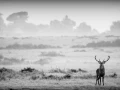Photo de cerfs en noir et blanc pendant le brame par Amar Guille