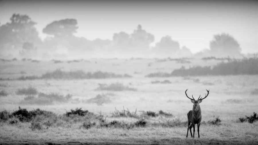 Photo de cerfs en noir et blanc pendant le brame par Amar Guille