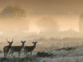 Photo d'un cerf pendant le brame du cerf par Amar Guillen, Artis