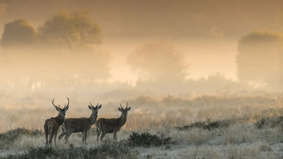 Photo d'un cerf pendant le brame du cerf par Amar Guillen, Artis
