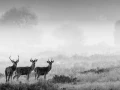 Photo de cerfs en noir et blanc pendant le brame par Amar Guille