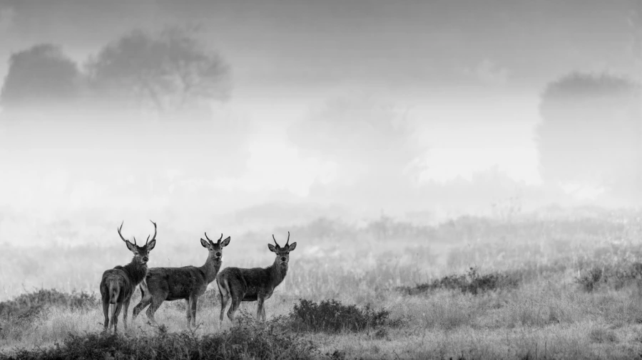 Photo de cerfs en noir et blanc pendant le brame par Amar Guille