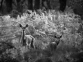 Photo de cerfs en noir et blanc pendant le brame par Amar Guille