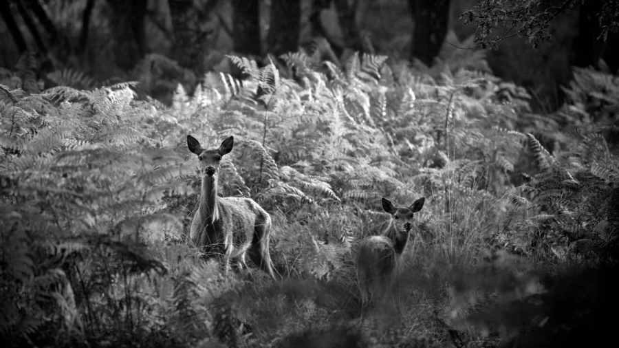 Photo de cerfs en noir et blanc pendant le brame par Amar Guille