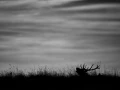 Photo de cerfs en noir et blanc pendant le brame par Amar Guille