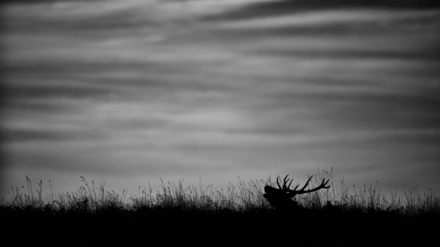 Photo de cerfs en noir et blanc pendant le brame par Amar Guille