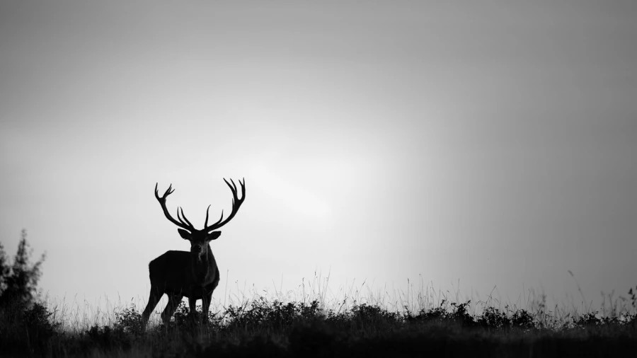 Photo de cerfs en noir et blanc pendant le brame par Amar Guille