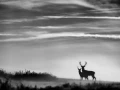 Photo de cerfs en noir et blanc pendant le brame par Amar Guille