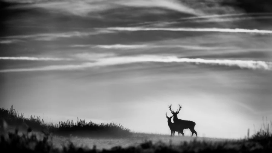 Photo de cerfs en noir et blanc pendant le brame par Amar Guille