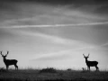 Photo de cerfs en noir et blanc pendant le brame par Amar Guille