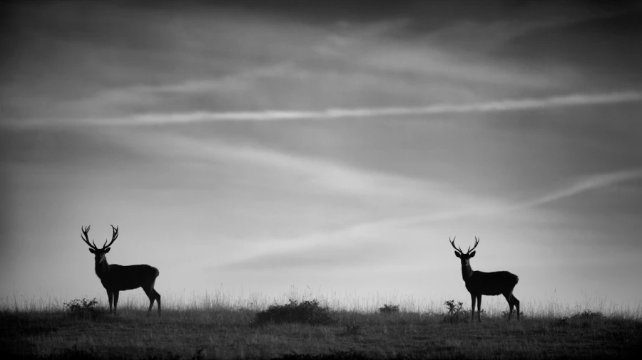 Photo de cerfs en noir et blanc pendant le brame par Amar Guille