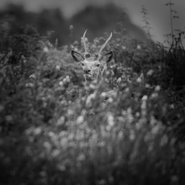 Photo de cerfs en noir et blanc pendant le brame par Amar Guille