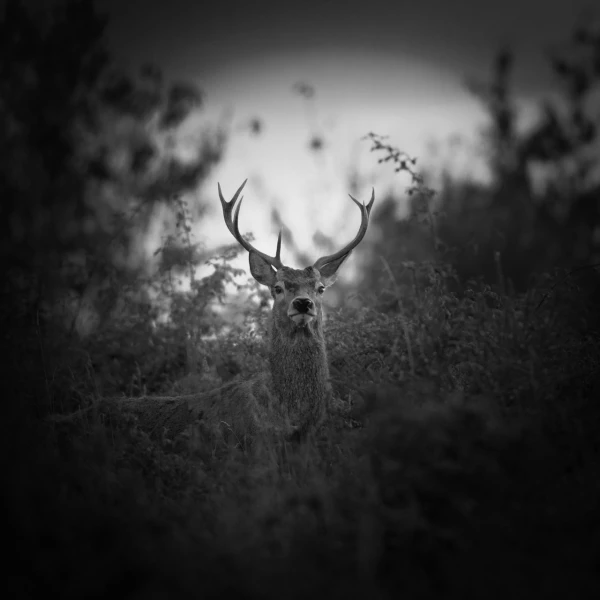 Photo de cerfs en noir et blanc pendant le brame par Amar Guille