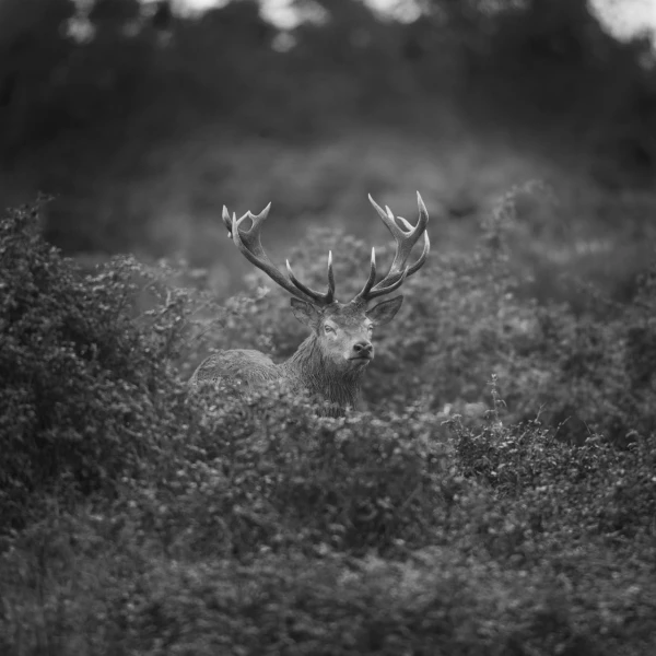 Photo de cerfs en noir et blanc pendant le brame par Amar Guille