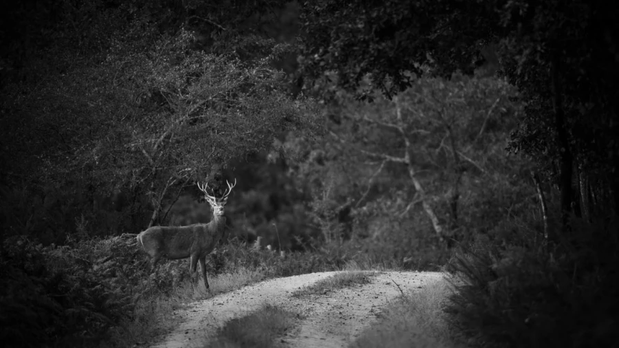 Photo de cerfs en noir et blanc pendant le brame par Amar Guille