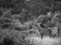 Photo de cerfs en noir et blanc pendant le brame par Amar Guille