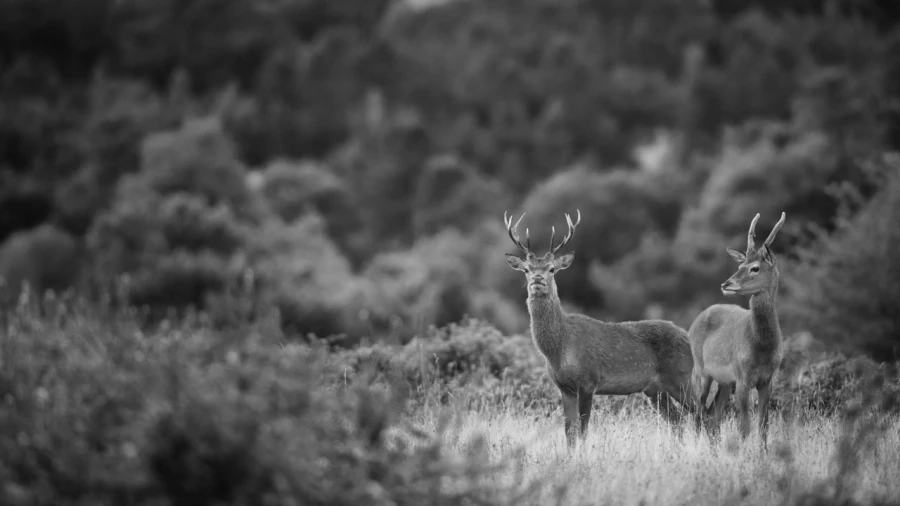 Photo de cerfs en noir et blanc pendant le brame par Amar Guille