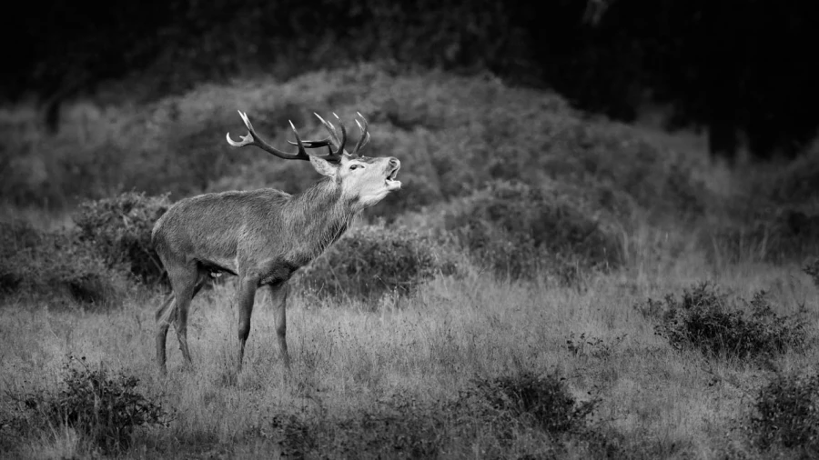 Photo de cerfs en noir et blanc pendant le brame par Amar Guille