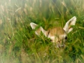 Faon de daim dans une prairie en France.