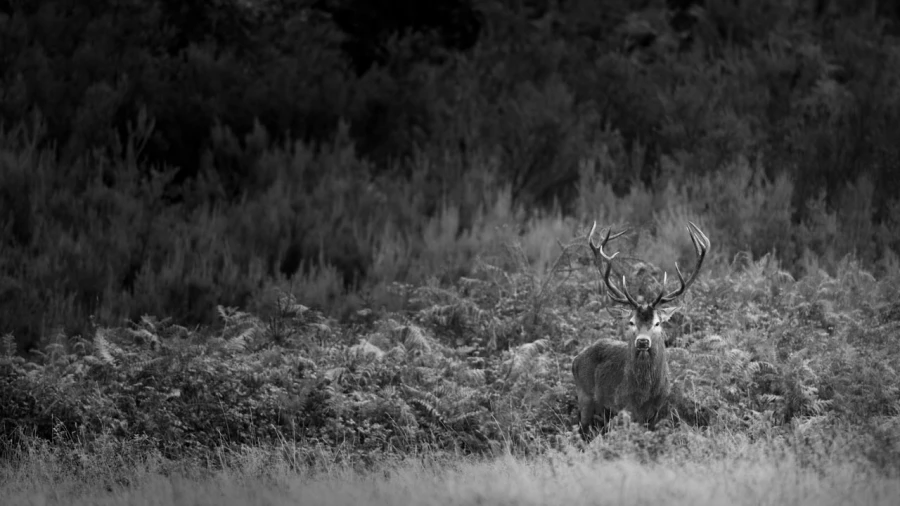 Photo in black and white of a red deer stag during the rut by Am