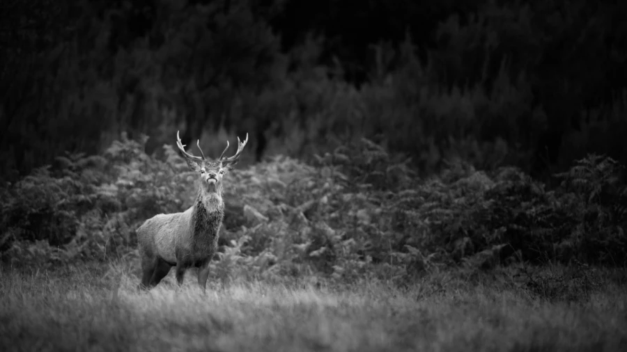 Photo in black and white of a red deer stag during the rut by Am