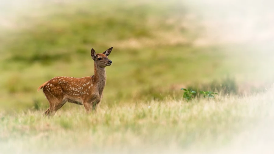 Faon dans une prairie en France. Amar Guillen, Photographe.