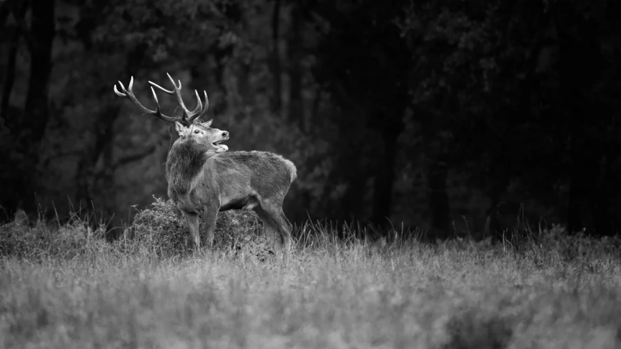Photo in black and white of a red deer stag during the rut by Am