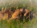 Faon de daim dans une prairie en France.