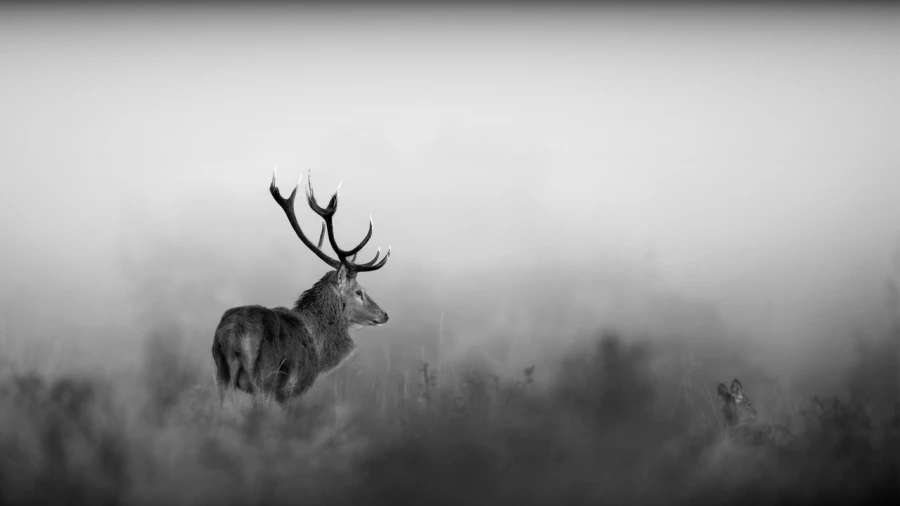 Photo in black and white of a red deer stag during the rut by Am