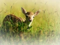Faon de daim dans une prairie en France.