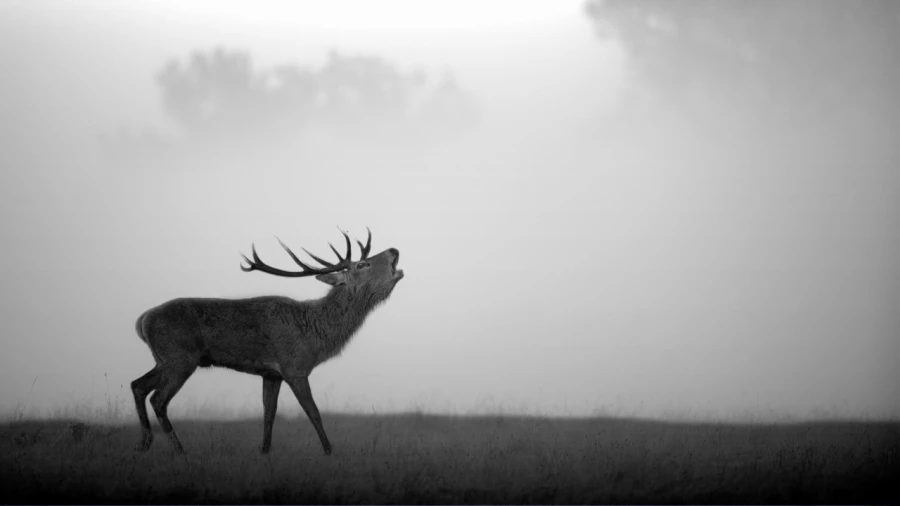 Photo in black and white of a red deer stag during the rut by Am