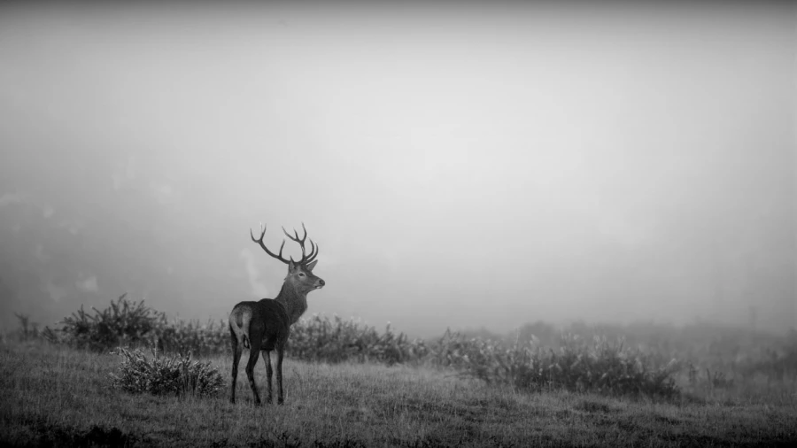 Photo in black and white of a red deer stag during the rut by Am