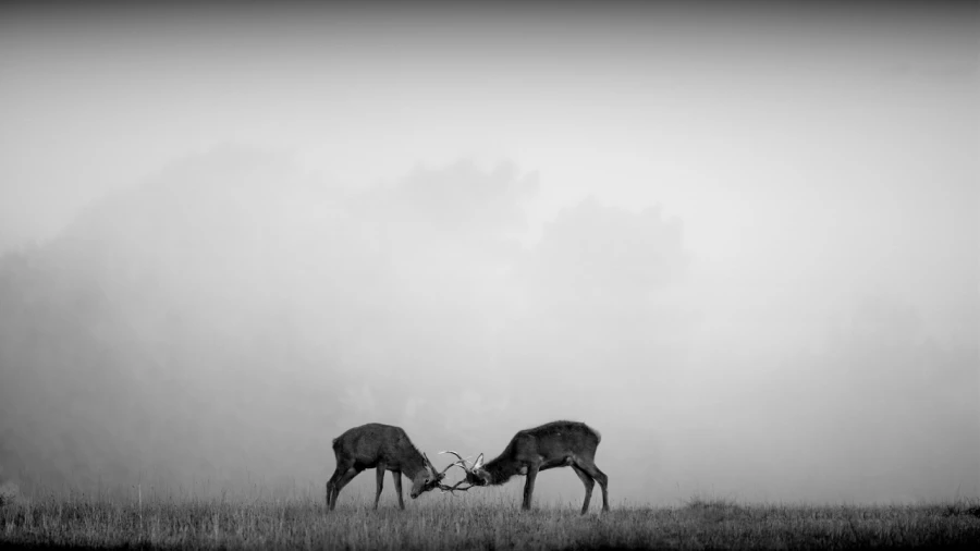 Photo in black and white of a red deer stag during the rut by Am