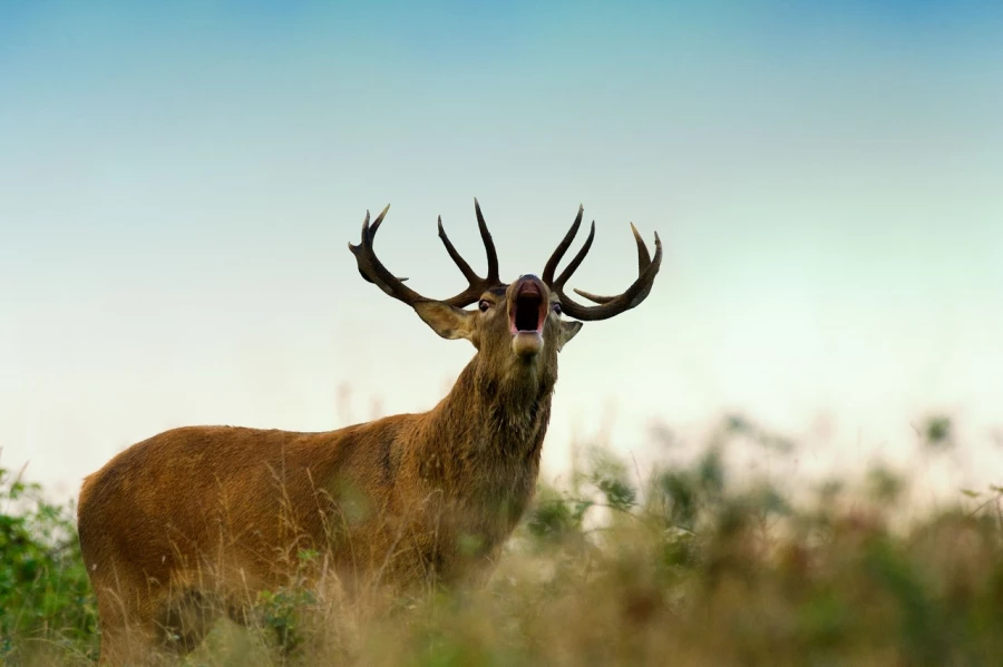 Photo de la nature de la Charente-Maritime par Amar Guillen, Art