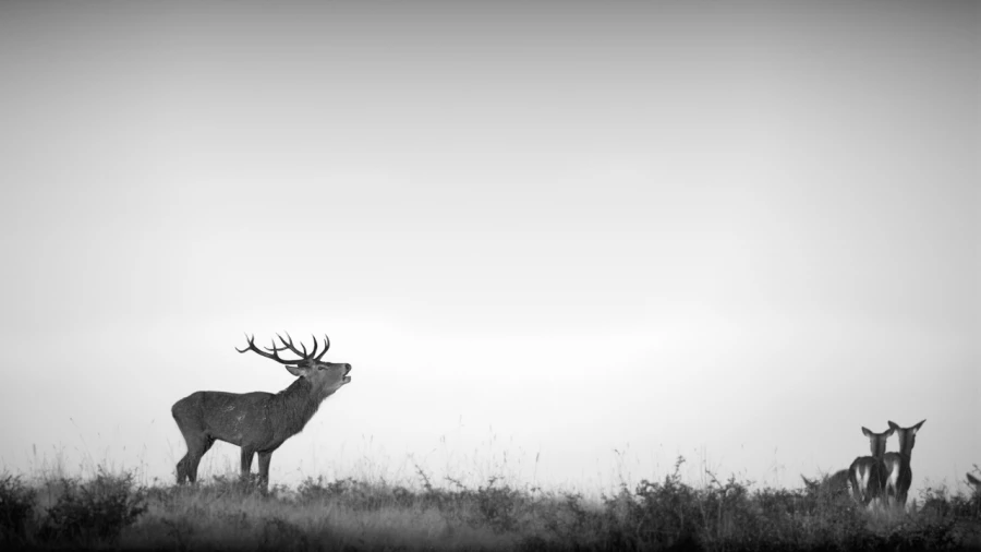 Photo in black and white of a red deer stag during the rut by Am