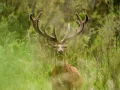 Photo de la nature de la Charente-Maritime par Amar Guillen, Art
