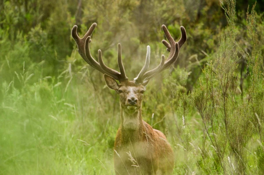 Photo de la nature de la Charente-Maritime par Amar Guillen, Art