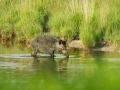 Photo de la nature de la Charente-Maritime par Amar Guillen, Art
